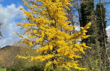Ferienwohnung Osterquelle - Foto 40