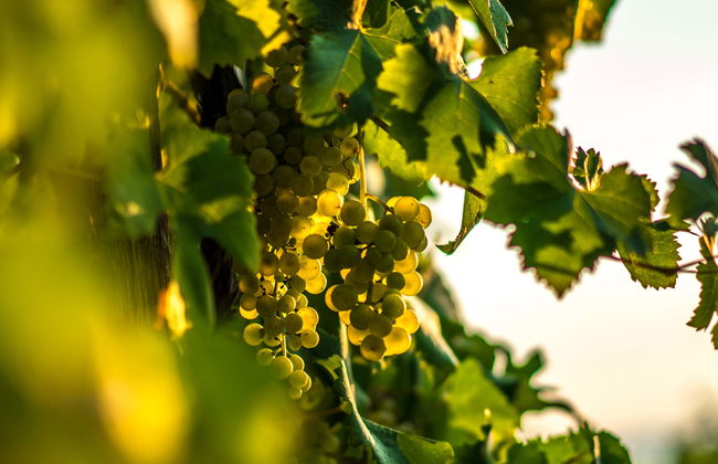 Tour delle cantine di Bento Gonçalves e Garibaldi - Foto 1