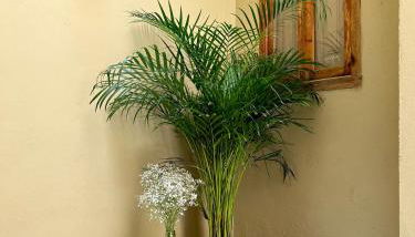 El Rincón de María Vicenta - Photo 2