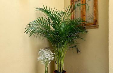 El Rincón de María Vicenta - Photo 2