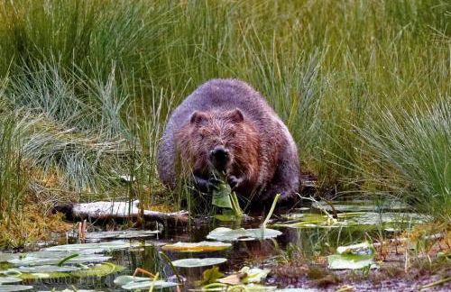 Landhaus Bernecker, Bay.W. - Foto 23