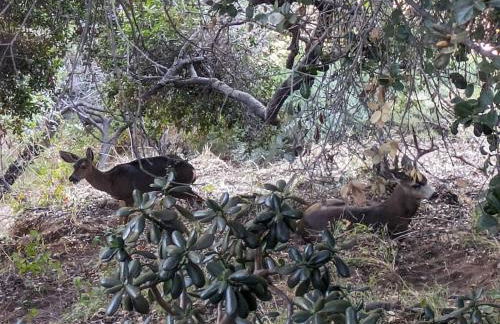 Stunning Hollywood Midcentury Modern-Views-Best Location! - Foto 41