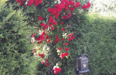 Zimmer und Apartment Rosi - Foto 38