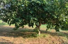 Cascina Vittorio, Relax in campagna con barbecue vicino Gallipoli - Foto 28