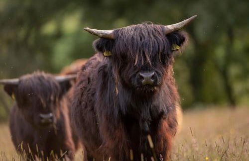 Farragon Luxury Glamping Pod with Hot Tub & Pet Friendly at Pitilie Pods - Foto 20