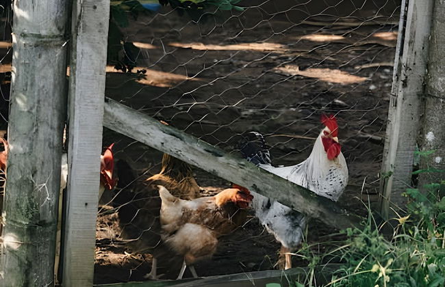 Balsa Nueva Lodge - Foto 12