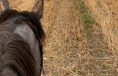 Stajnia Tarnowo Pałuckie - Foto 9