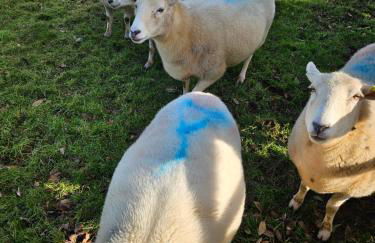 Rural Escape and Dog Friendly - Photo 25