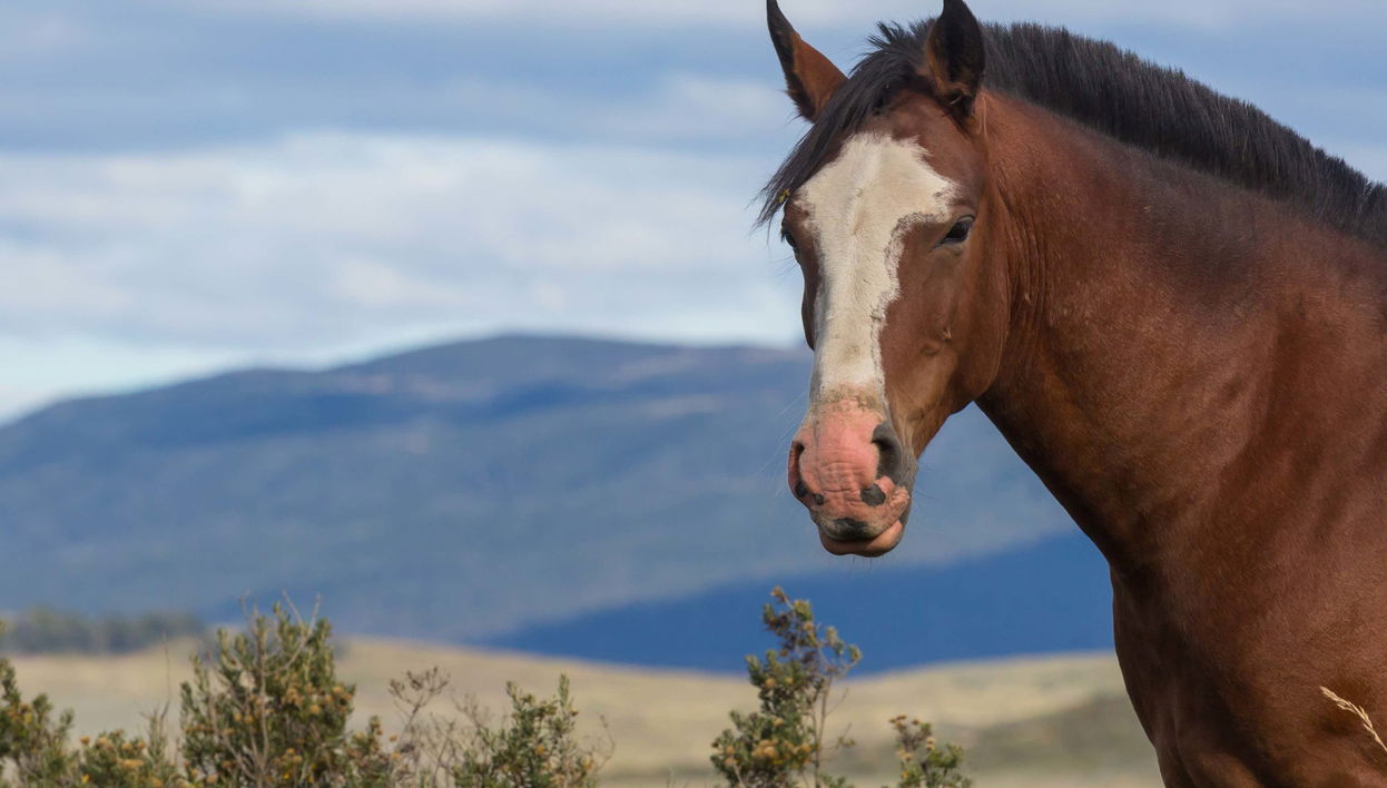 Passeio de cavalo pelo lago Escondido - Photo 1, Passeio de cavalo pelo lago Escondido