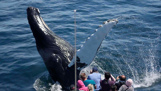 Avistamiento de ballenas