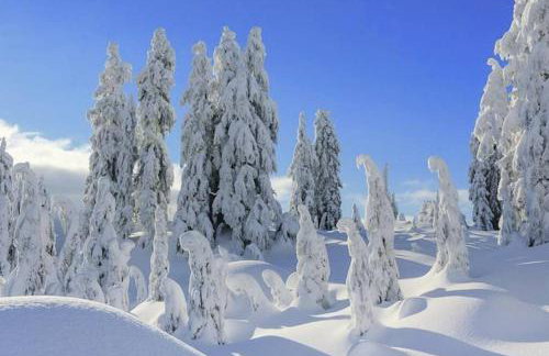 RELAX CHALET Nature Retreat - isolé sur 3 hectares - confort de LUXE - maison entière 150m2 - près de La Bresse - Foto 65