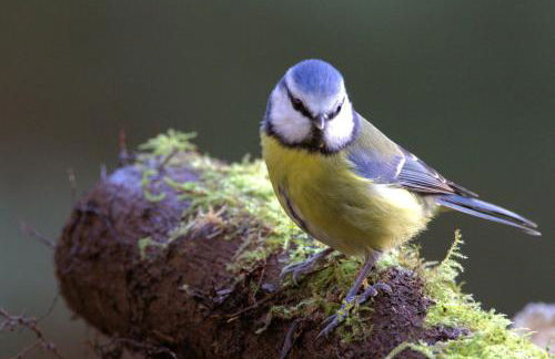 Rosemount Bothy - Highland Cottage - Foto 65