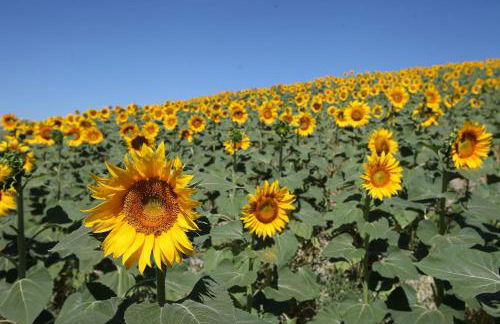 Tenuta d'Arbia, Siena - Foto 15
