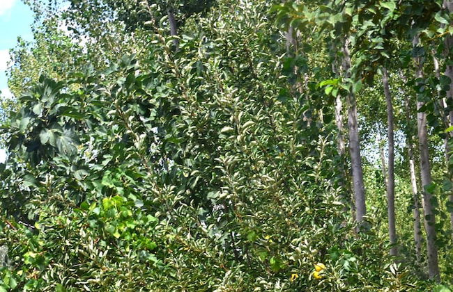 Cueva El Cortijo Gachas - Foto 27