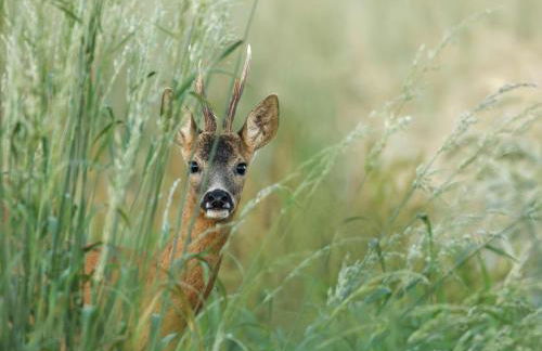 Maison tout inclus avec sauna à venir - Animaux acceptés - FR-1-497-258 - Foto 21