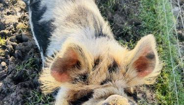 Granary Barn - Photo 3