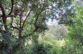 Finca el Agua da Vida (Los Eucaliptos & Los Olivos) - Foto 32