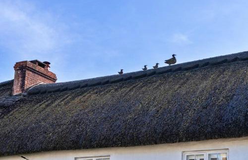 Finest Retreats - The Cottage at High Bickington - Foto 7