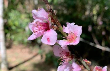 Sítio Bosque Magico - Foto 46