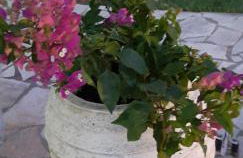 Hannas Paradise - Villa Evi - Photo 20