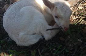 Casas Rurales La Loma Del Carrascal - Foto 16