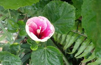 GRUTA da Praia 2 - Foto 9