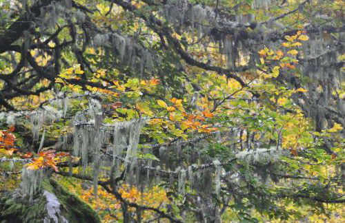 Apartamentos Rurales Casa Baltasar - Foto 49