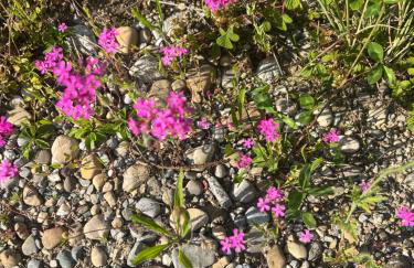 Landhof Nägele's vom Berg - Photo 6