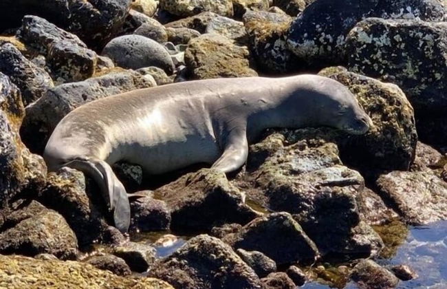 Kauai Villas At Poipu Kai E211 3 Bedroom Condo - Foto 54
