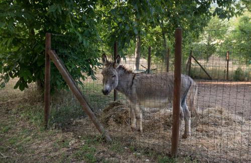 Agriturismo Il Giardino dei Ciliegi - Photo 72