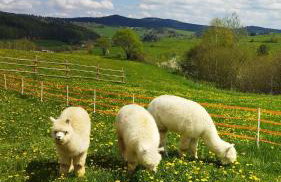 Pastelova Krova - domki w Bieszczadach - Foto 52