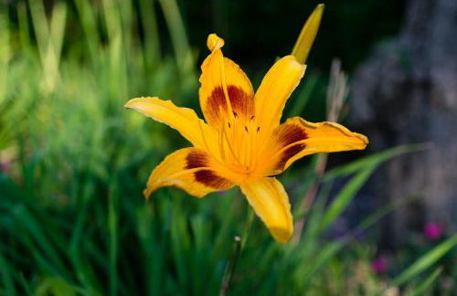 Villa Lucy ecoresidence - Foto 64