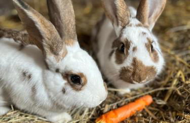 Ferienhof Ekenhoff - Foto 19