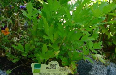 Wolfs Ferienhaus - Natürlich Eifel - Foto 27