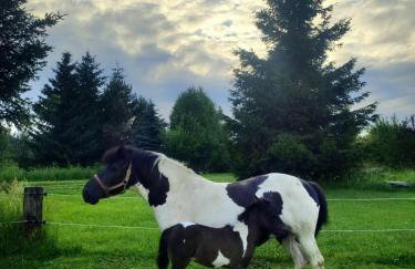 Agroturystyka Zadnie Łuki - Foto 34