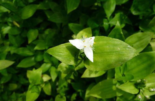 A Velha Casa - Foto 8