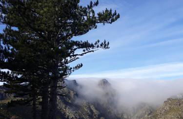 Melro-d' água - Foto 35