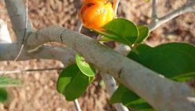 Fazenda Terra Bonita - Foto 2