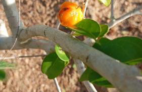 Fazenda Terra Bonita - Foto 2