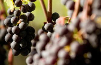 Fattoria Fibbiano - Foto 131