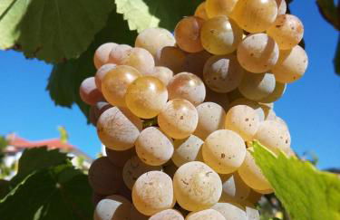 Casa da Corga - Foto 38