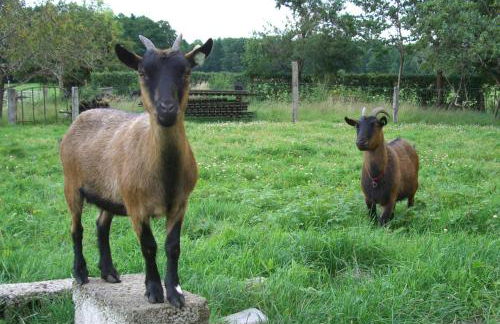 Ferienwohnungen Wulfshof II - Foto 11