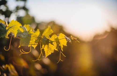 Winnica Mozów - Foto 3