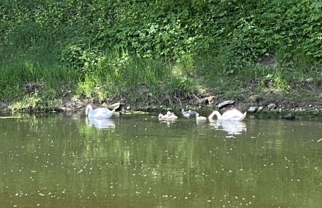 aan de Oever van de Werra - Foto 22