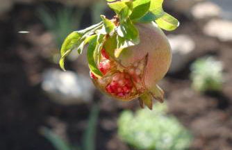 Villa Peral - Foto 36