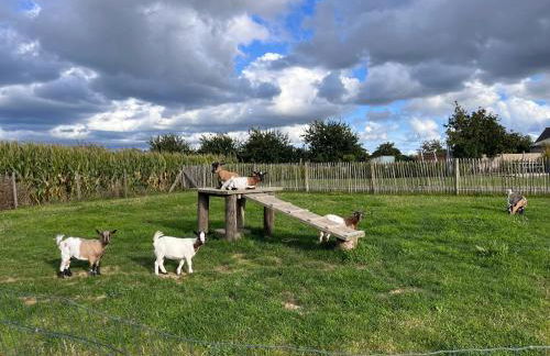 Gîte L Olivier confort, détente avec jacuzzi à 4km de la plage- Cap Fréhel - Foto 22