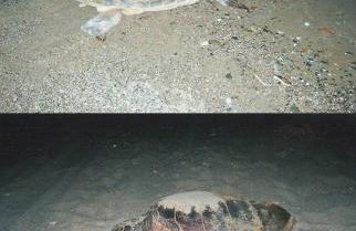 Silvi Mari Apartments - Foto 27