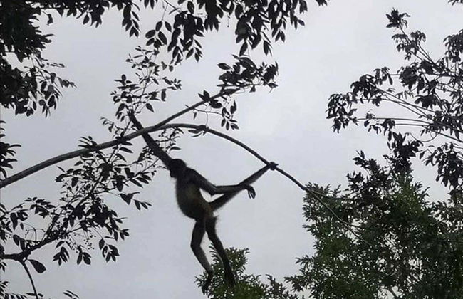 Excursión a Chacchobén para cruceros - Foto 8