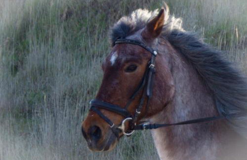 Staberhuk Baben - großer sonniger Balkon - XL Wohnung - Foto 35
