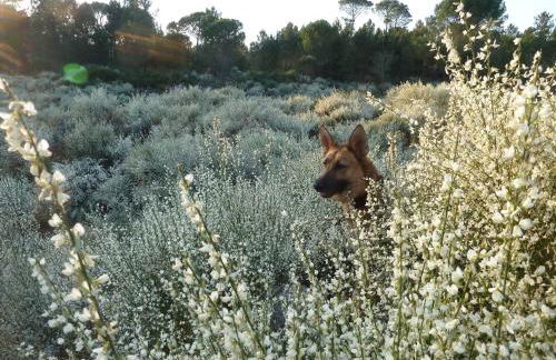 Quinta do Cobral - Foto 67